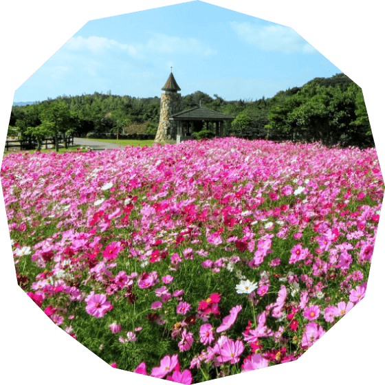 お花を鑑賞する