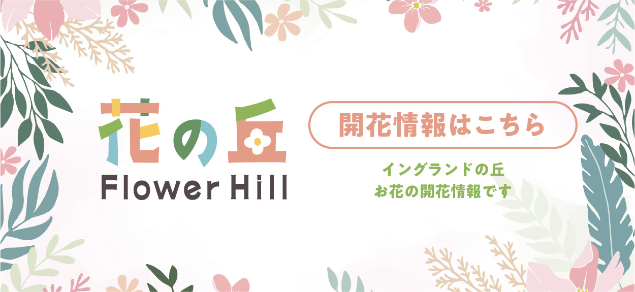 花の丘開花状況