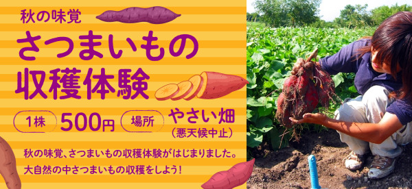さつまいも収穫体験