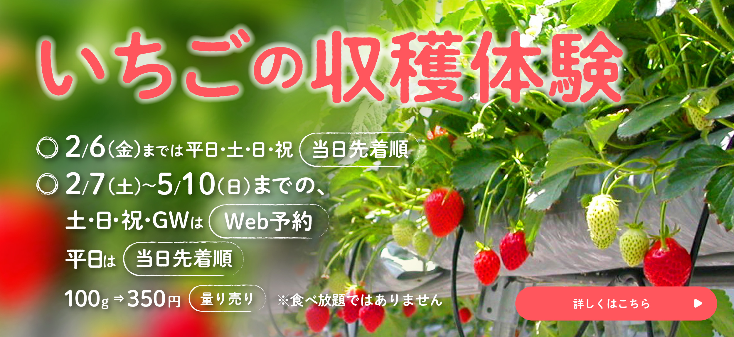 いちご収穫体験について