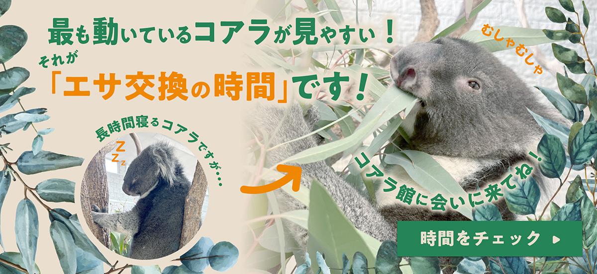 コアラのエサ交換