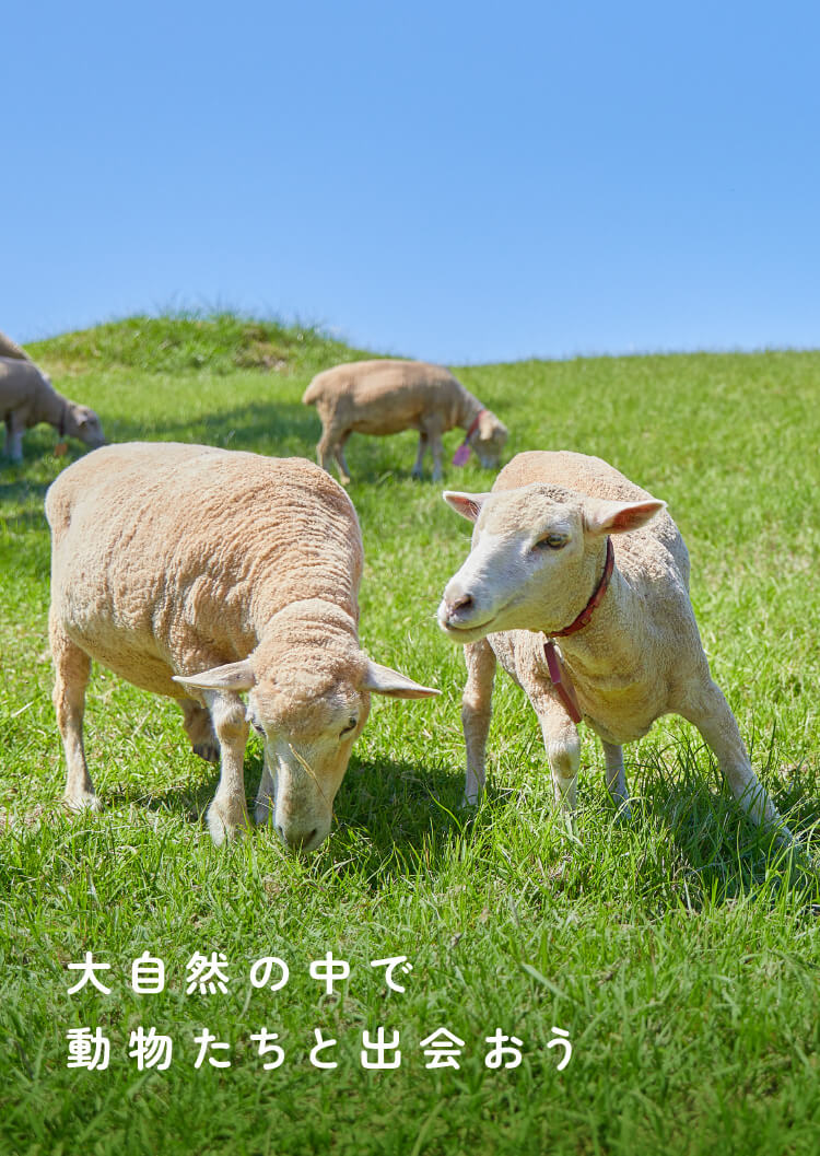 大自然の中で動物たちと出会おう