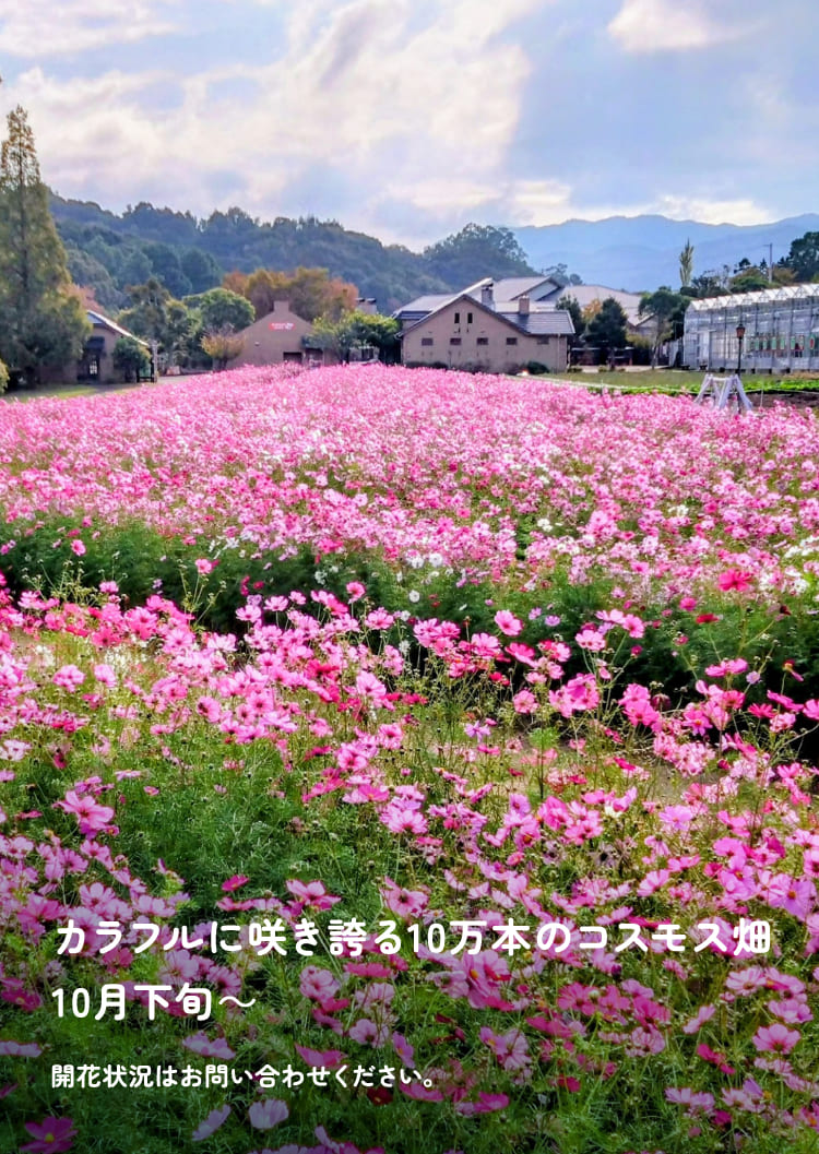 カラフルに咲き誇る10万本のコスモス畑　10月下旬～