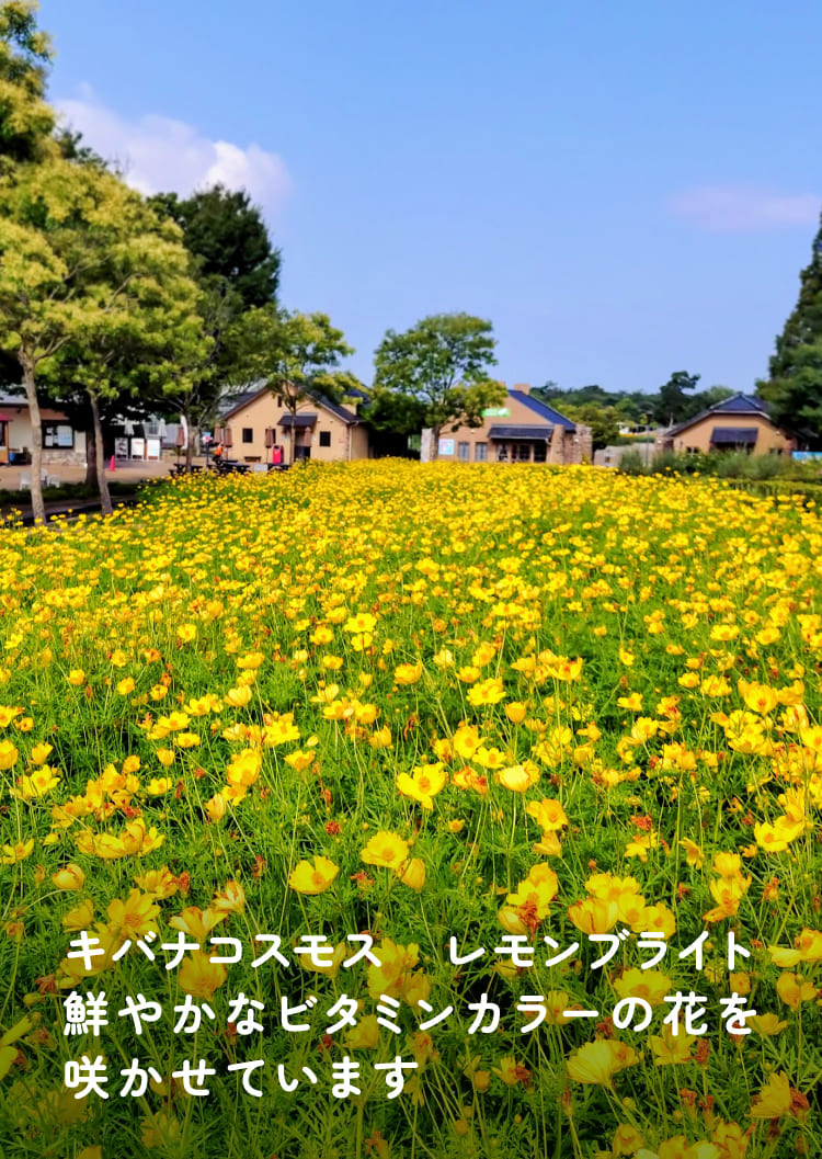 キバナコスモス　レモンブライト　鮮やかなビタミンカラーの花を咲かせています