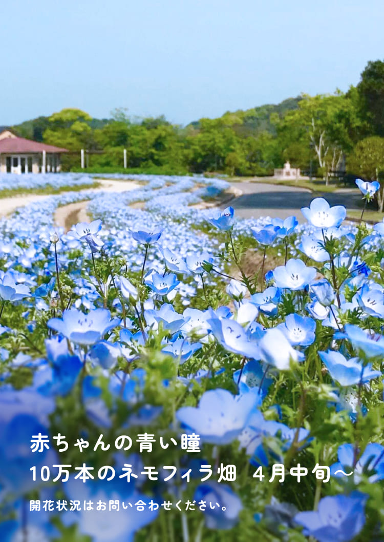 赤ちゃんの青い瞳　10万本のネモフィラ畑　4月中旬～