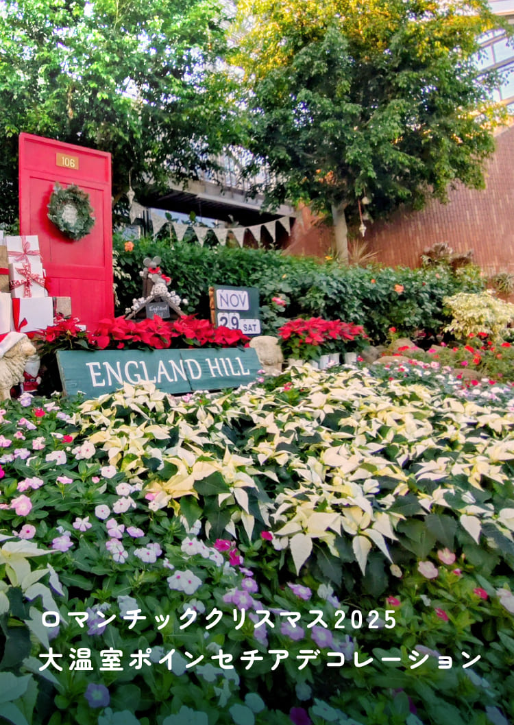 ロマンチッククリスマス2025 大温室ポインセチアデコレーション