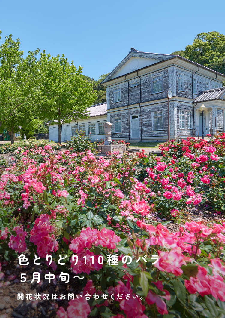 色とりどり110種のバラ　5月中旬～