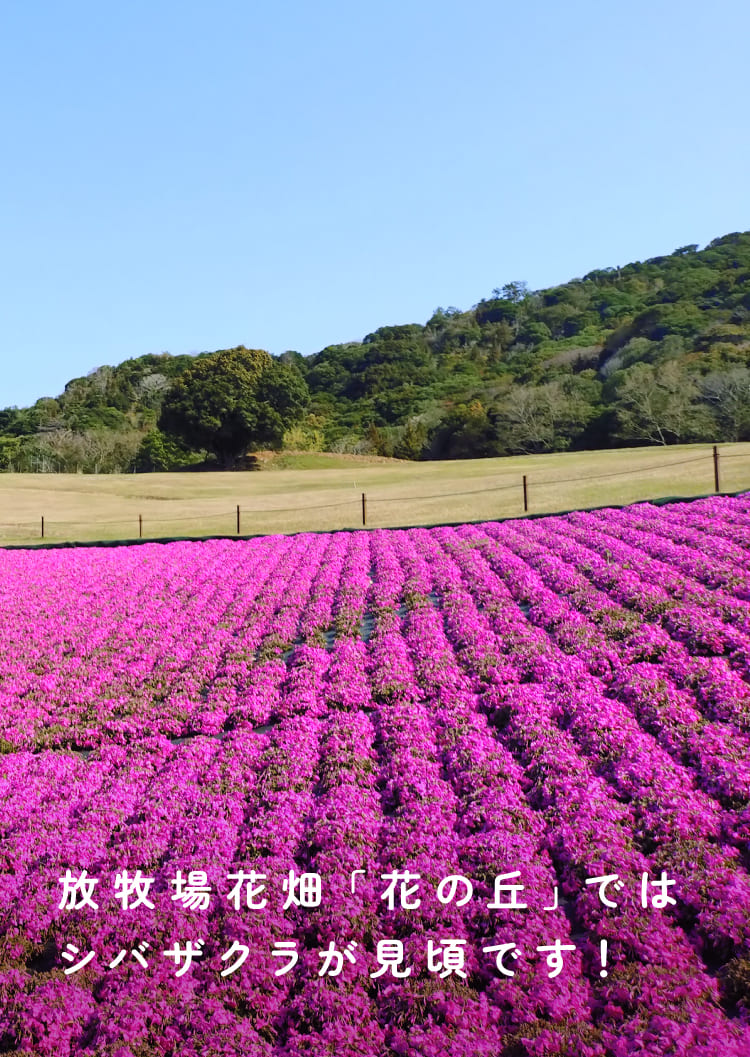 放牧場花畑「花の丘」ではシバザクラが見頃です！