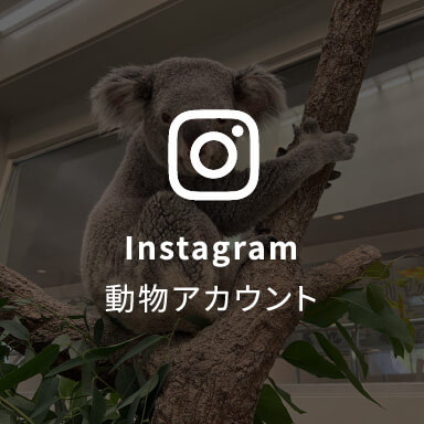 Instagram動物アカウント