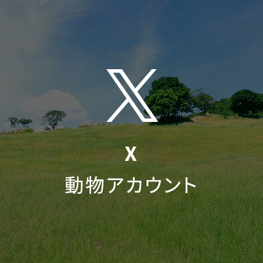 X動物アカウント