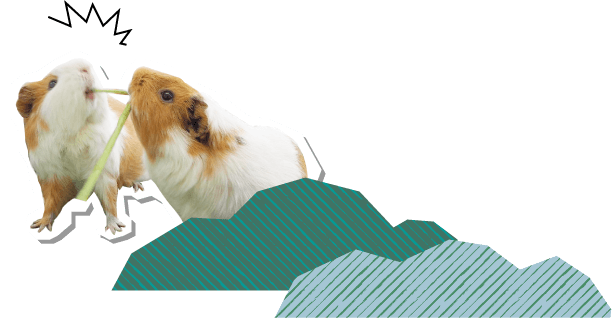 モルモット
